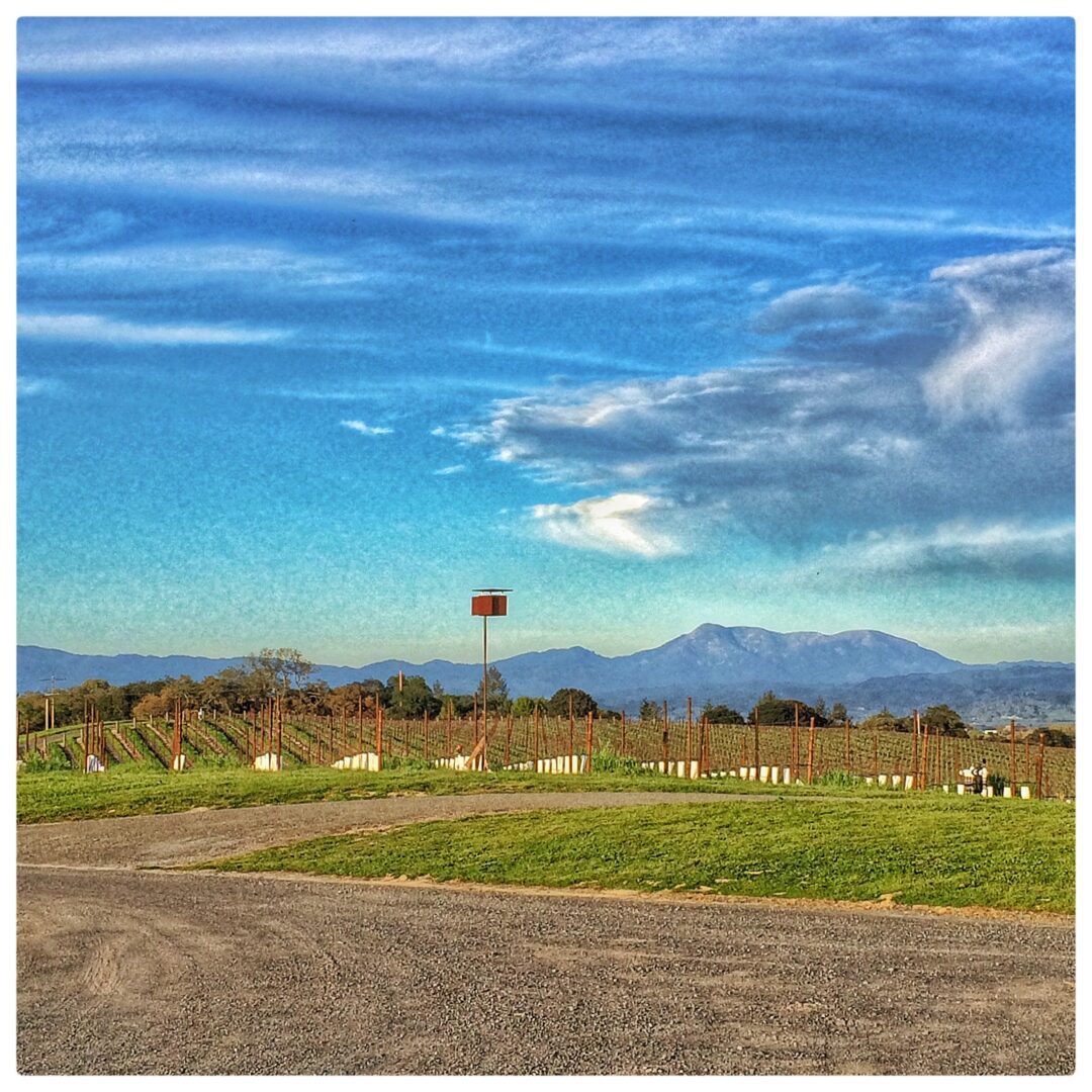 Mt. St. Helena from the Winner's Circle at Vine Hill Ranch