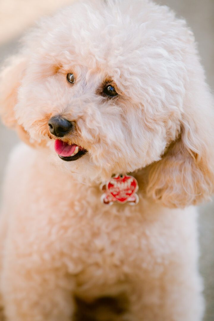 A white poodle with a red collar.