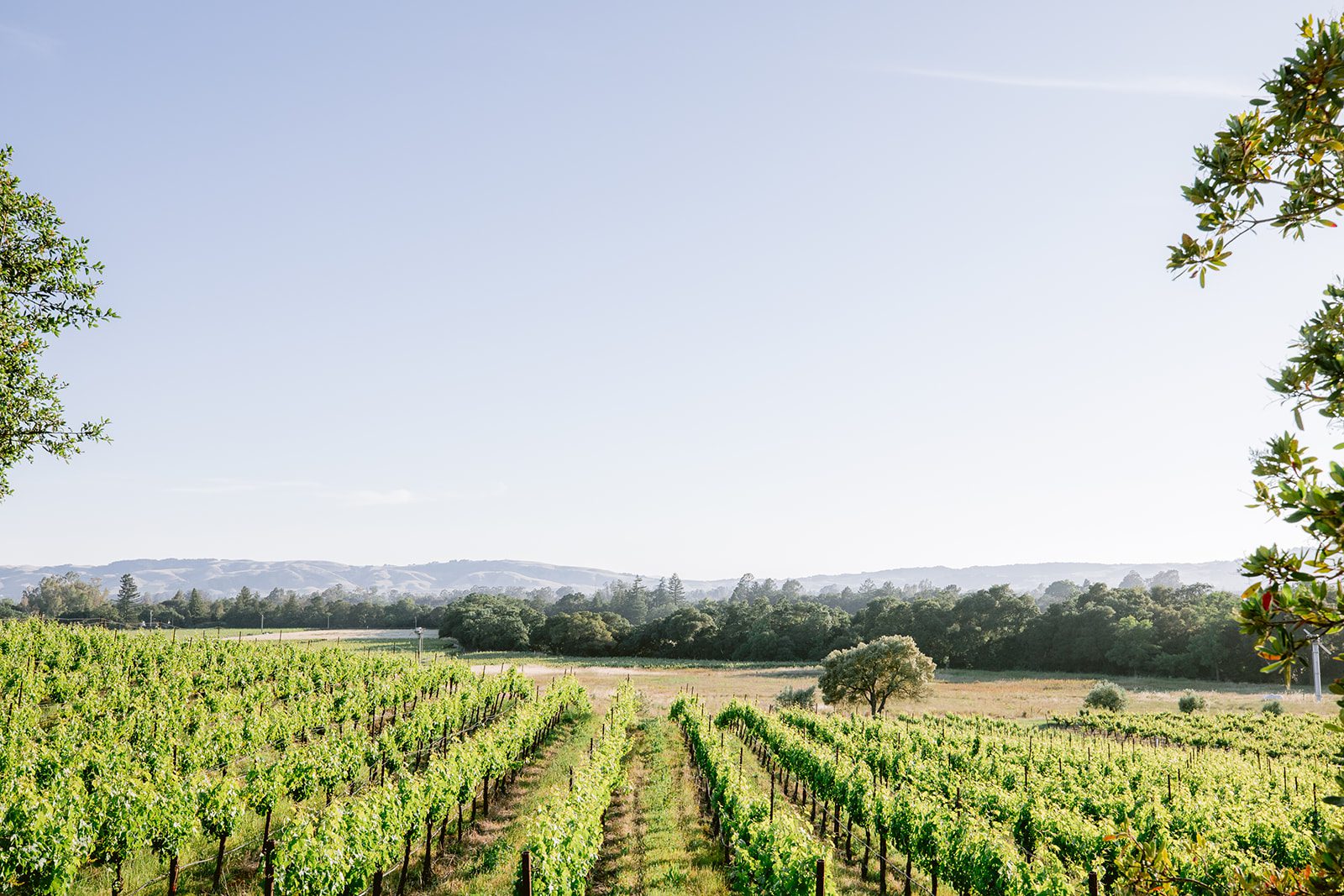 A vineyard in california.