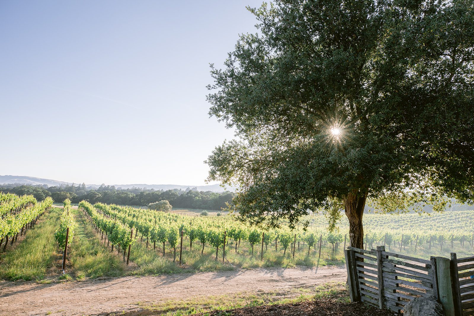 The sun is shining on a vineyard field.