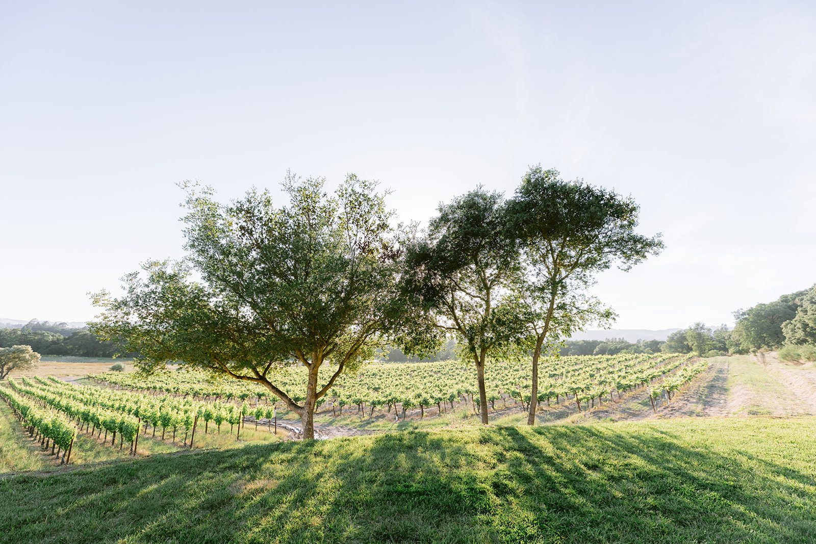 A vineyard field with trees in the background.