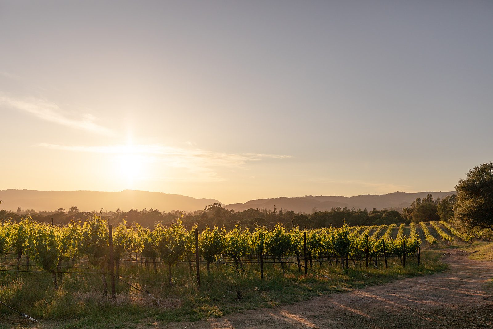 The sun is setting over a vineyard field.