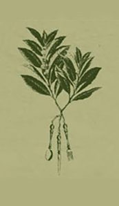 A drawing of a plant with leaves on it.