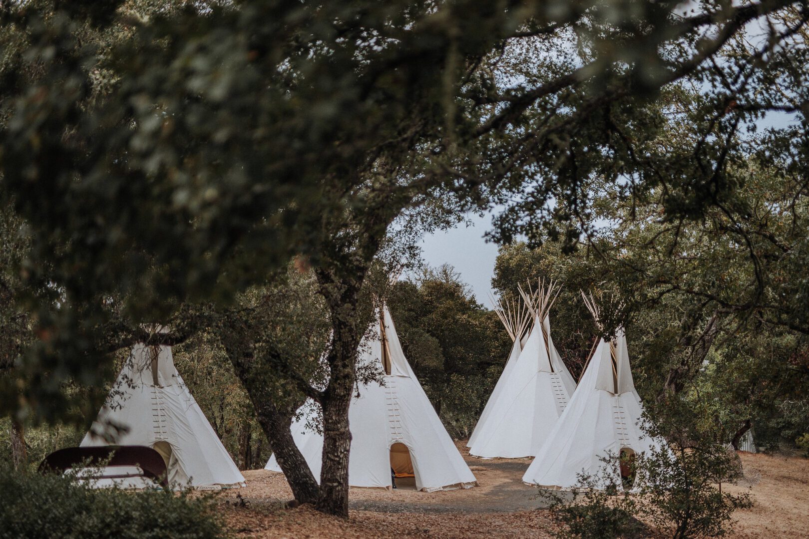 A group of white teepees in a wooded area.