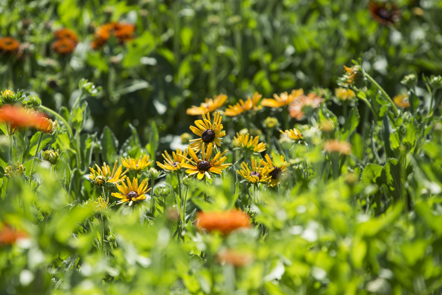 A field of flowers with orange and yellow flowers.
