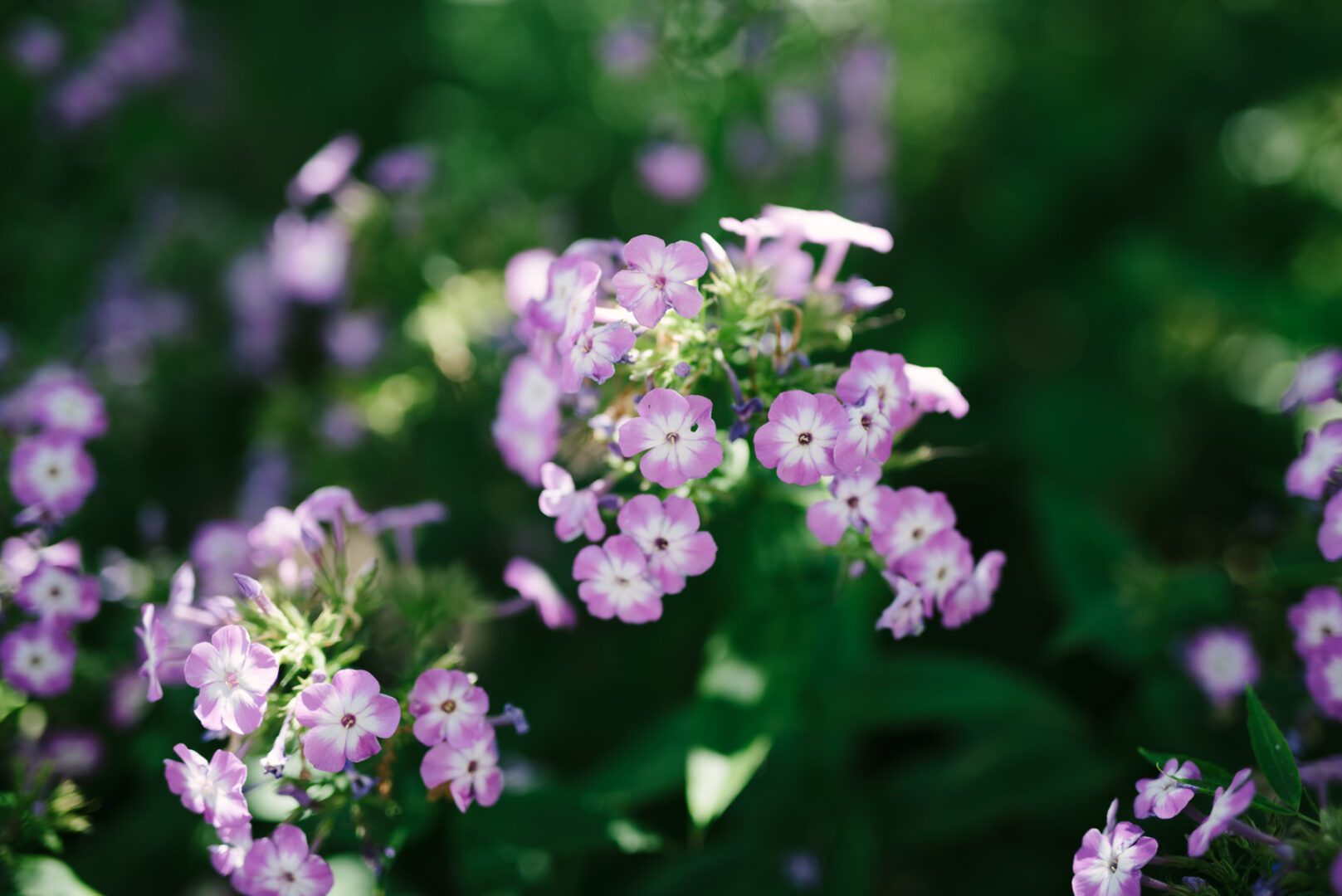A close up of purple flowers in a garden.