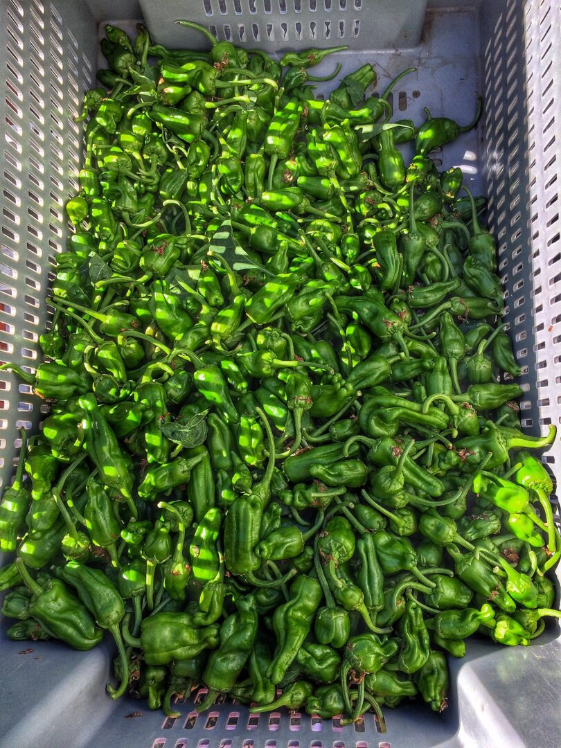 Padrons in The Bin