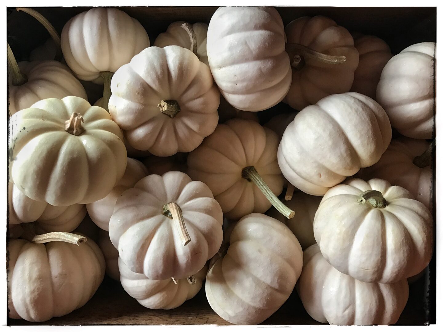 White pumpkins in a cardboard box.