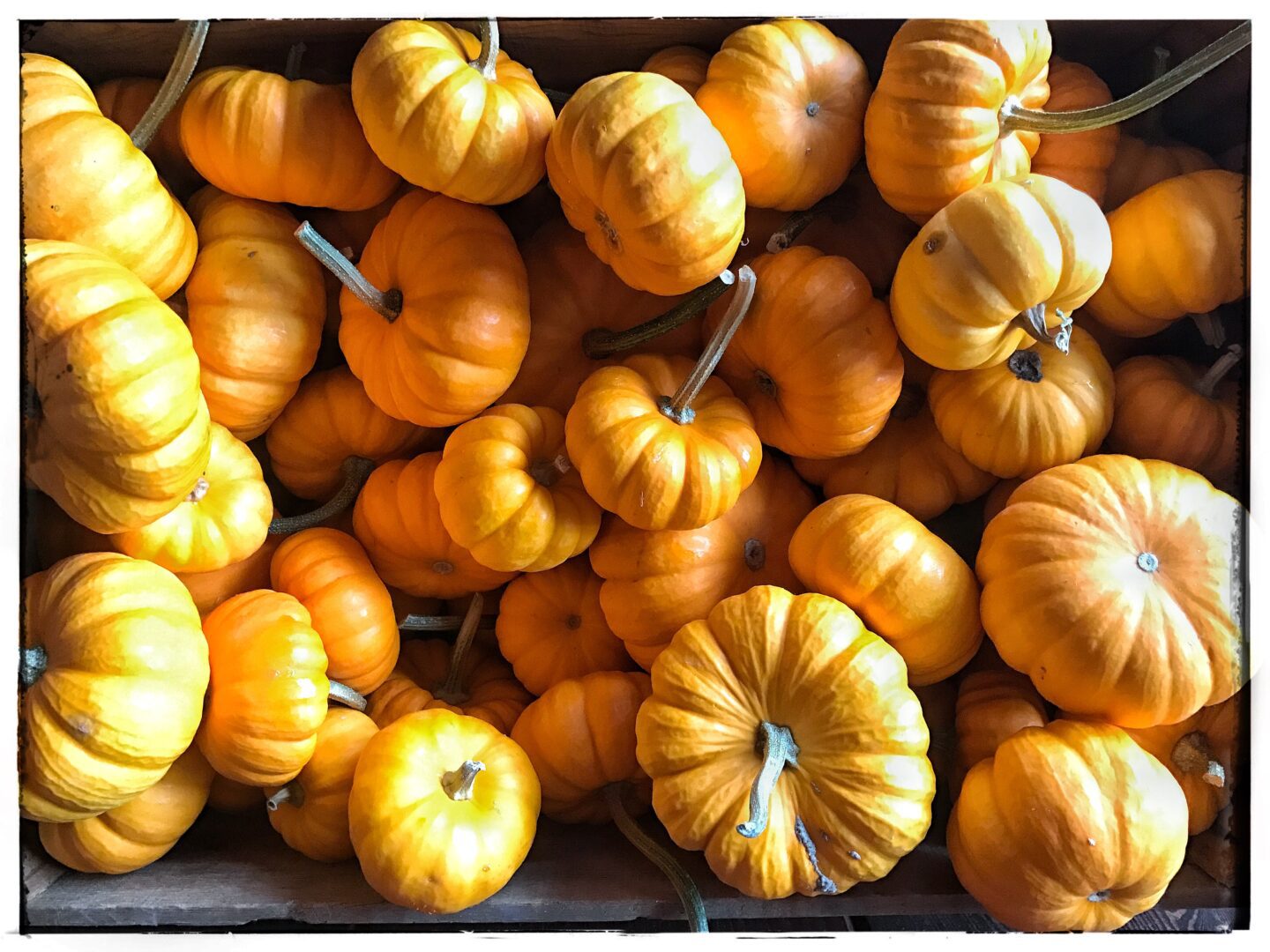 A crate full of yellow pumpkins.