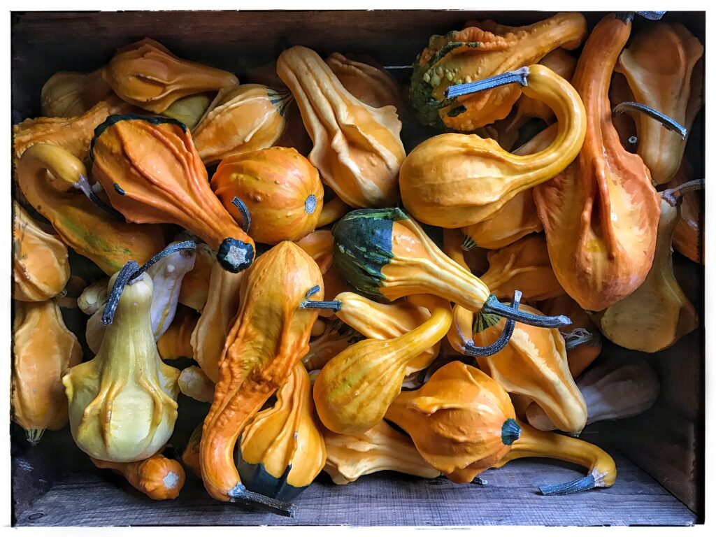 Thanksgiving Gourds
