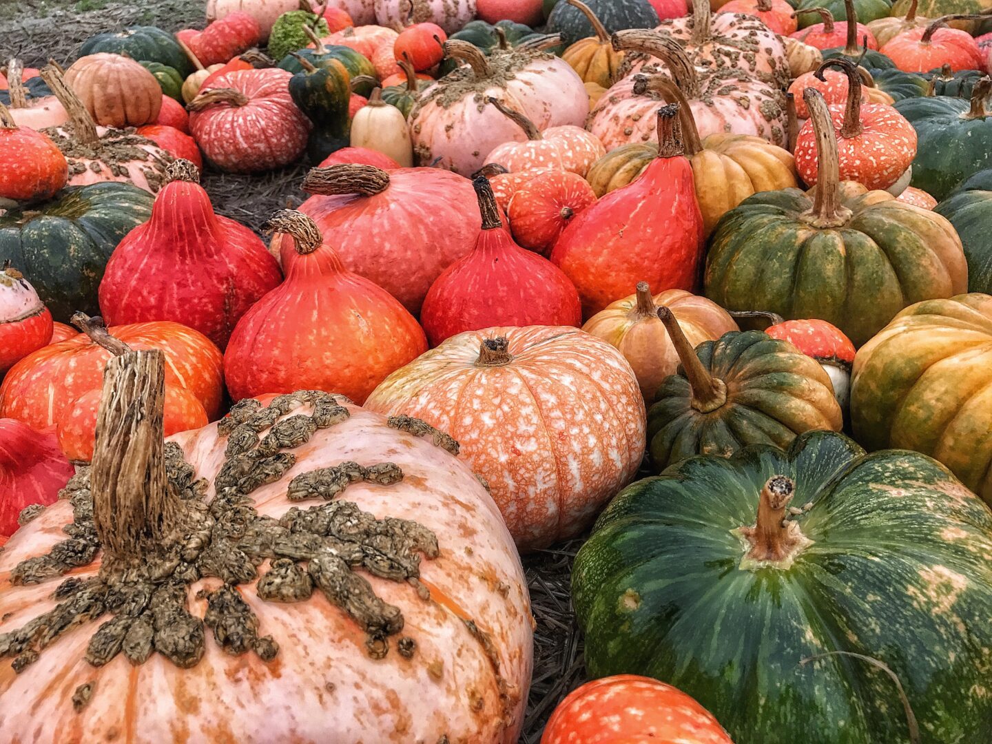 A group of pumpkins are arranged in a field.