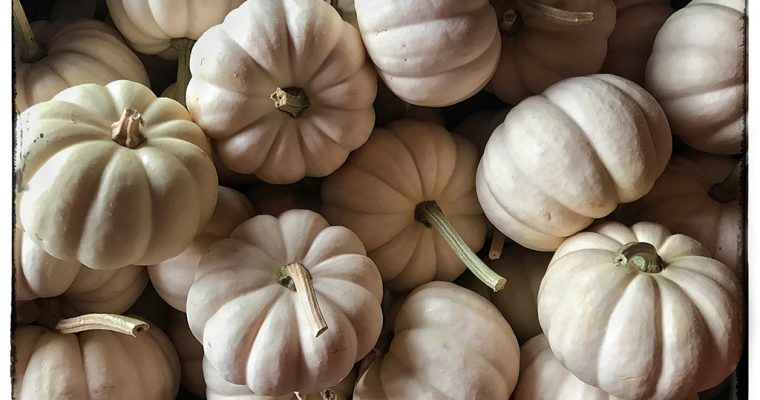 Squash & Gourds!