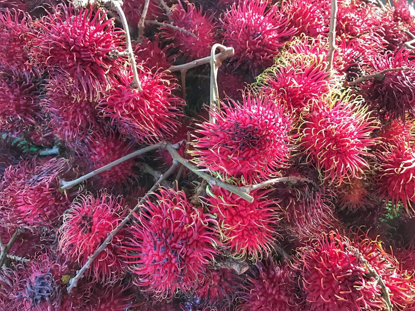 A pile of red rambutan fruit.