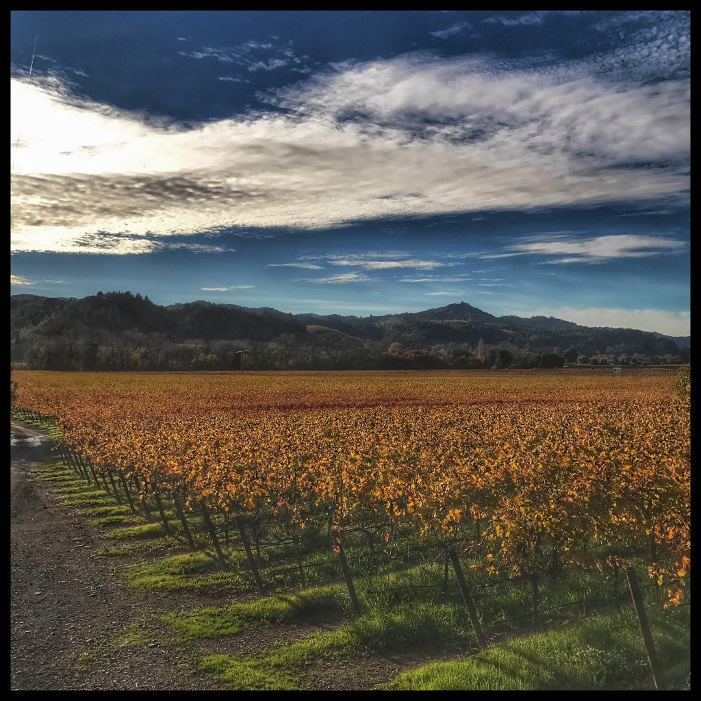 A vineyard field under a cloudy sky.