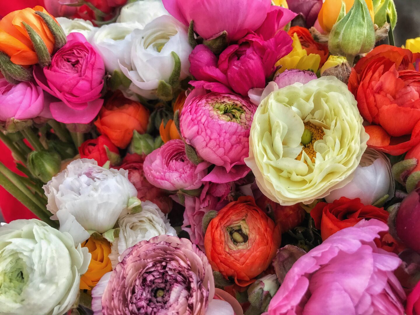 A close up of a bunch of colorful flowers.