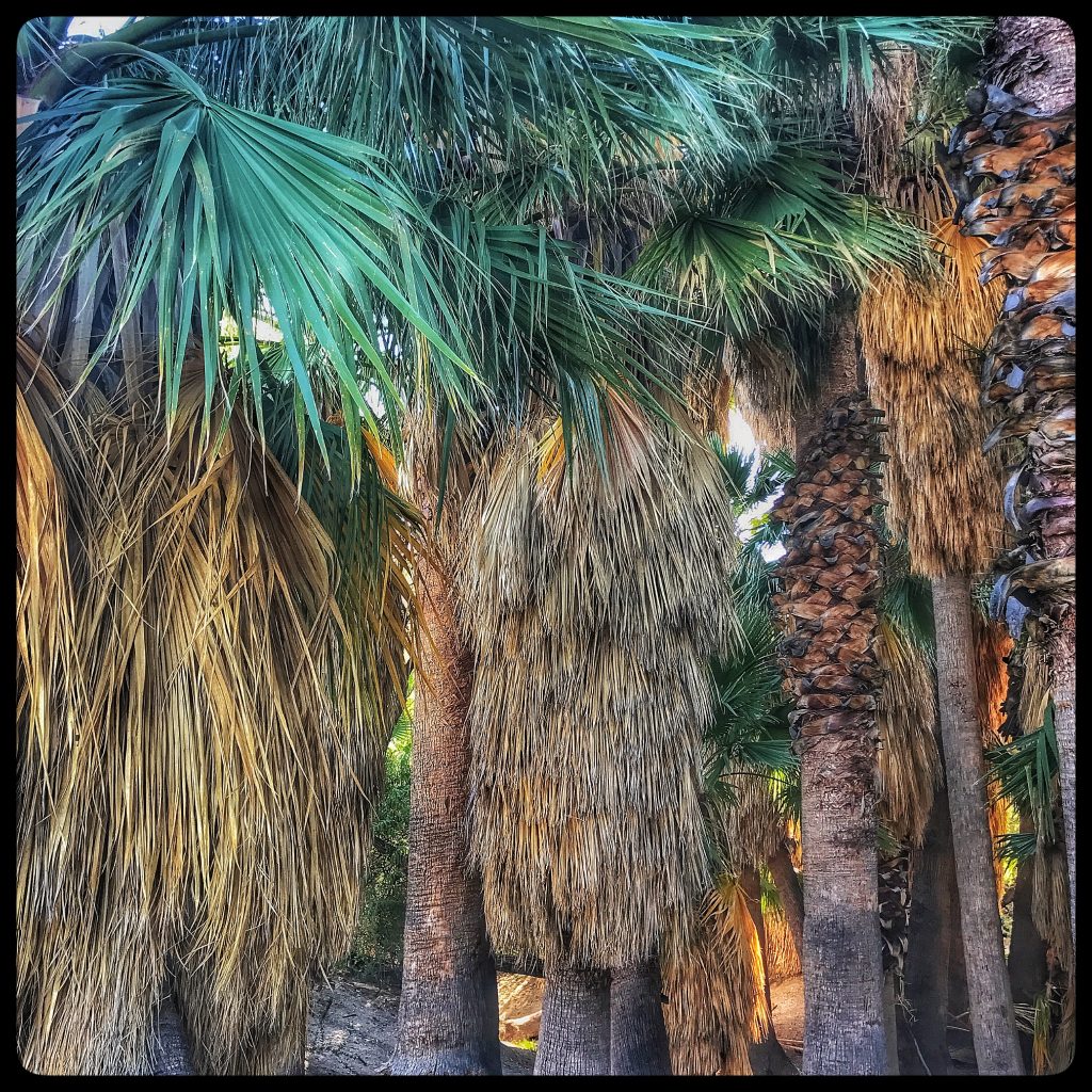 Palm trees in california - palm trees in california - palm trees in californi.