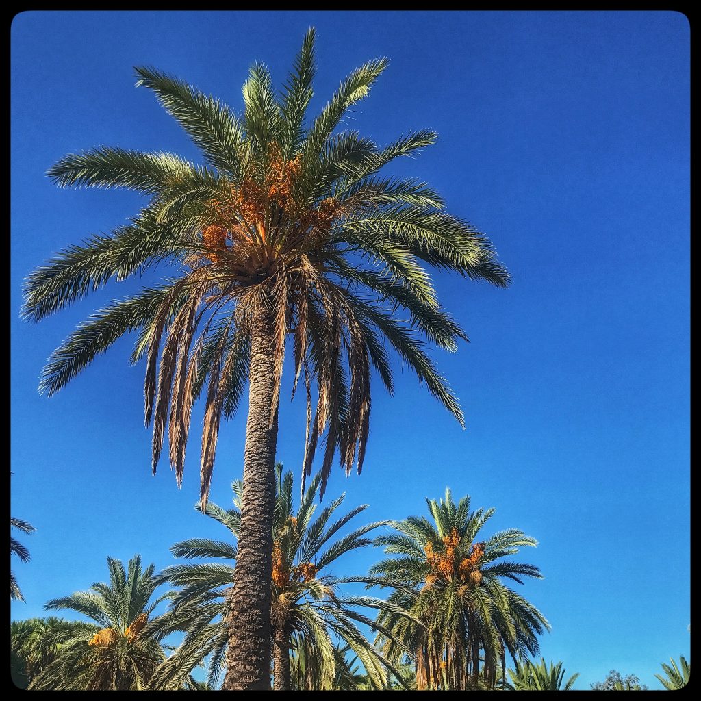 A palm tree in front of a blue sky.