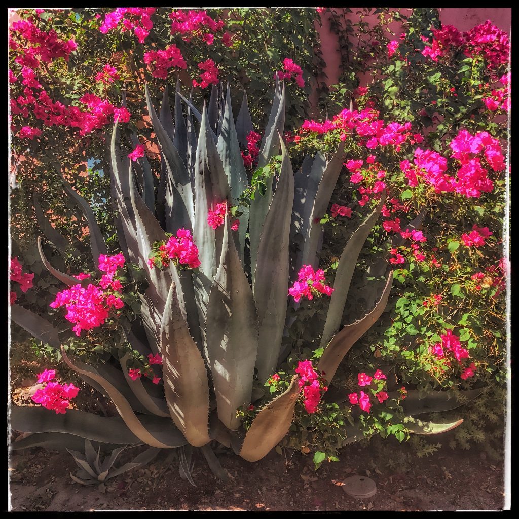 An agave plant with pink flowers in front of it.