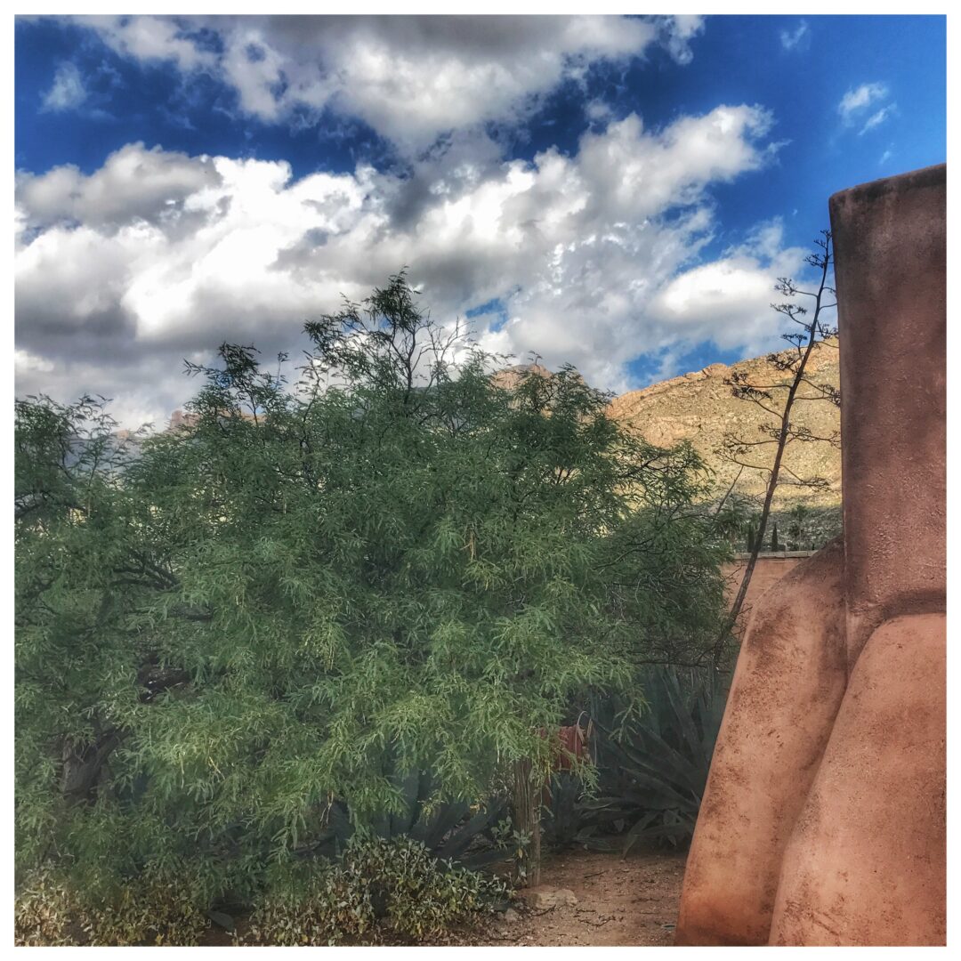 An adobe building with a tree in the background.