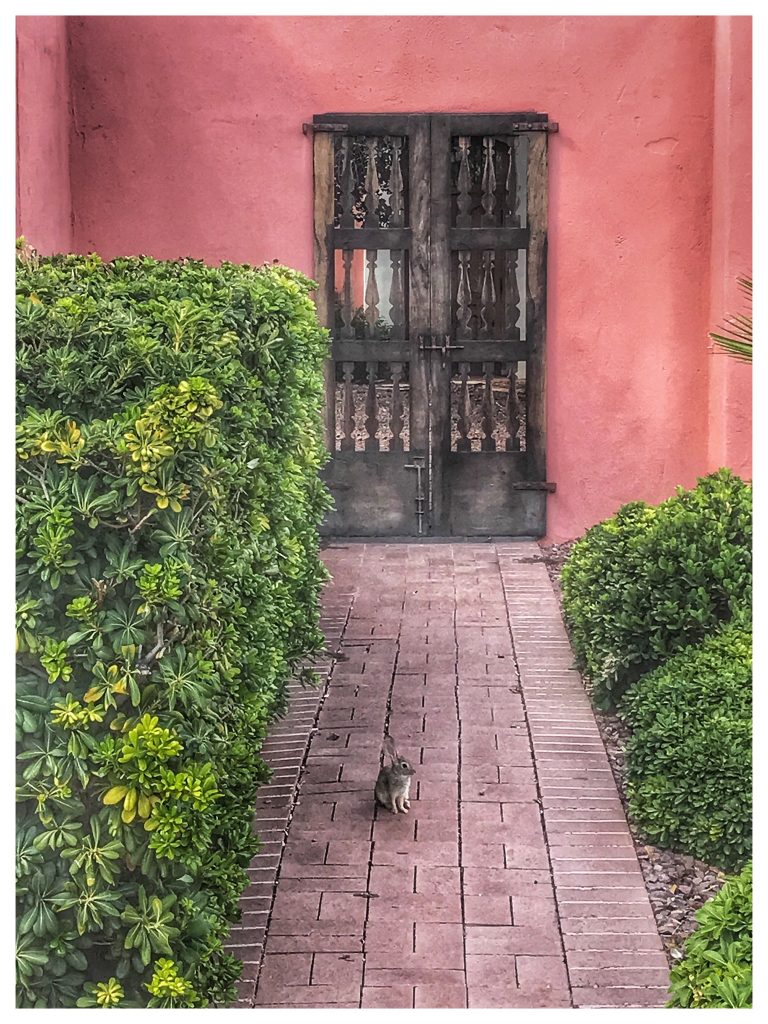 A cat sits on a pathway next to a pink building.