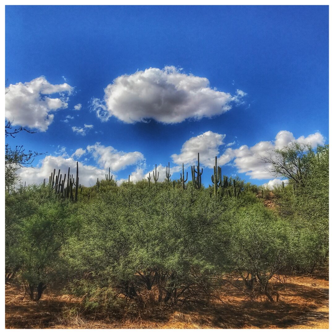 Clouds over saguaro cactus in arizona.