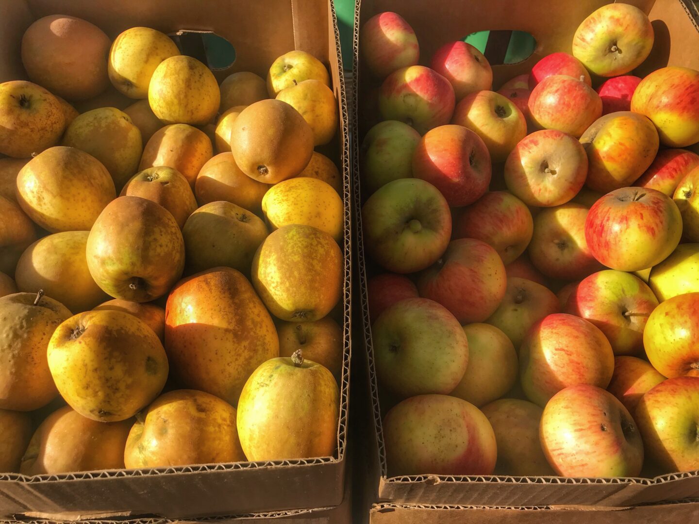 Two boxes of apples sitting on a table next to each other.