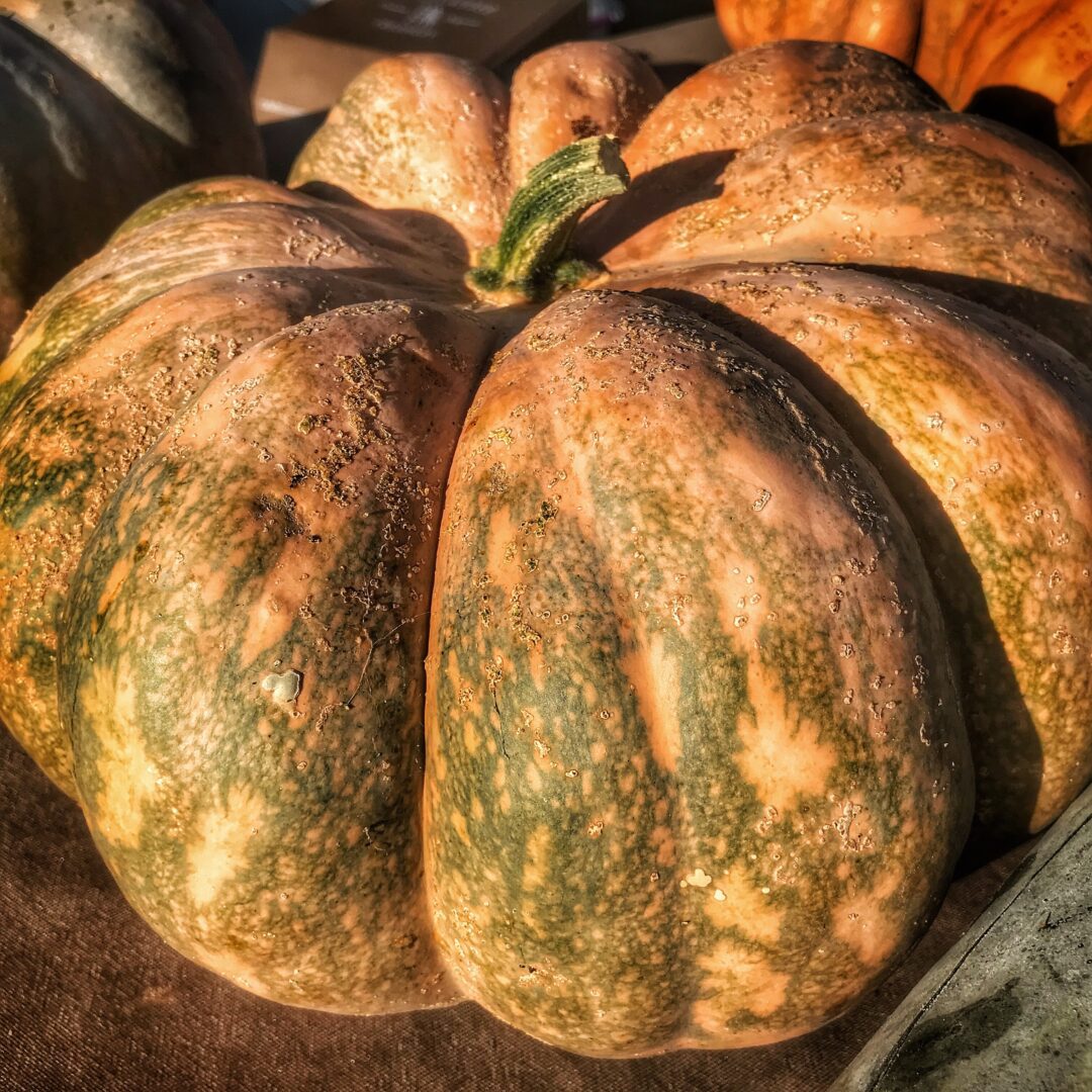 A group of pumpkins sitting on a table.